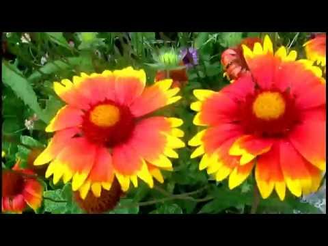 Гайлардия – выращивание из семян и фото цветка