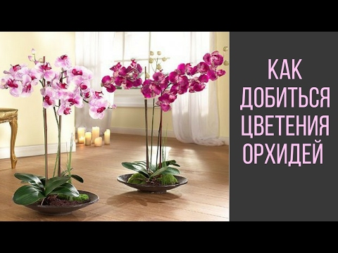 Если орхидея не цветет: действенные методы решения проблемы