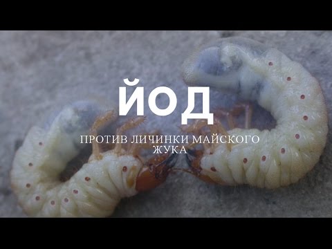 Личинка майского жука – фото и действенные методы борьбы с хрущом