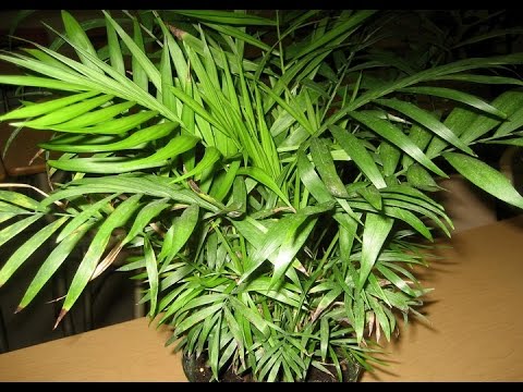 Хамедорея – секреты ухода и фото бамбуковой пальмы