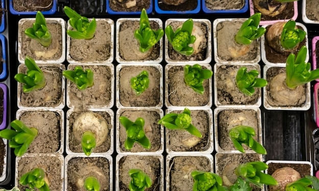 Перфорированная мульча для коммерческих тепличных хозяйств